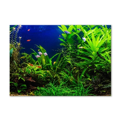 Quadro vetro Pesci nell'acquario