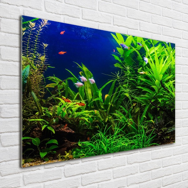 Quadro vetro Pesci nell'acquario