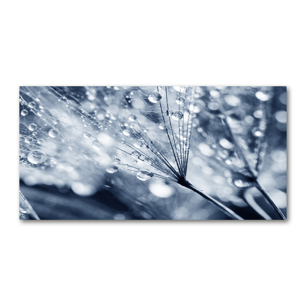 Quadro su vetro Semi di tarassaco