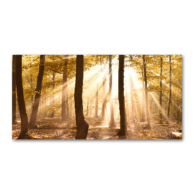 Quadro su vetro Foresta in autunno