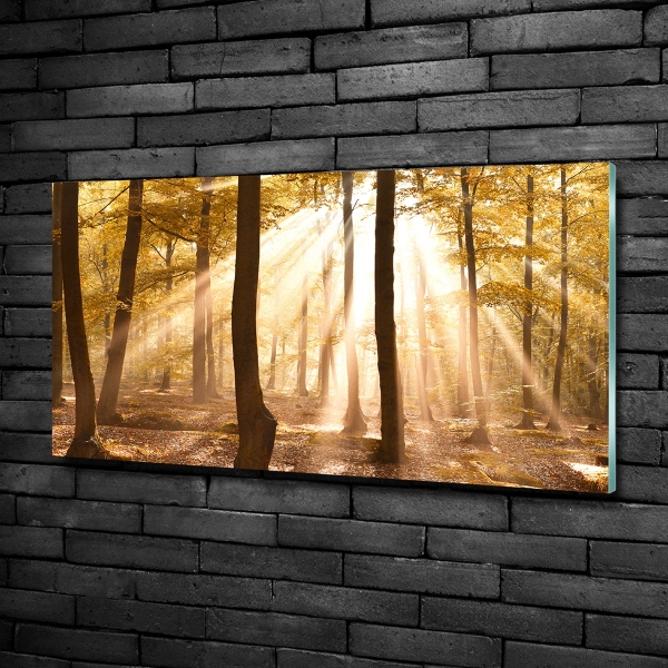 Quadro su vetro Foresta in autunno