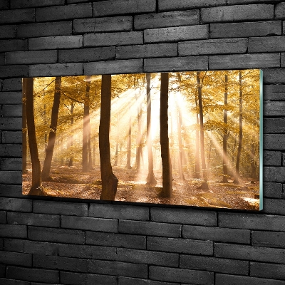 Quadro su vetro Foresta in autunno