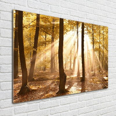 Quadro su vetro Foresta in autunno