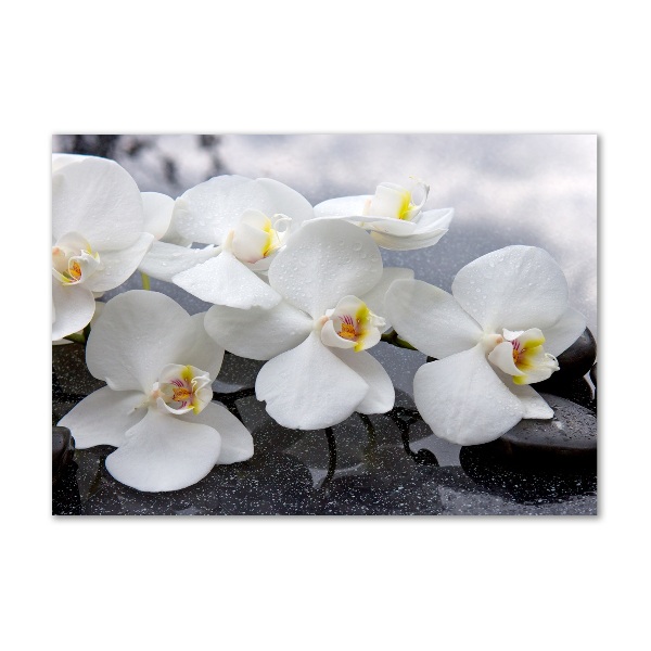 Quadro vetro Orchidea