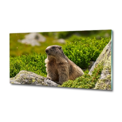 Quadro su vetro Marmotta dei Tatra