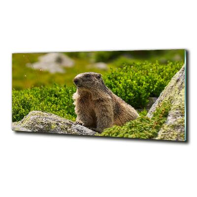 Quadro su vetro Marmotta dei Tatra