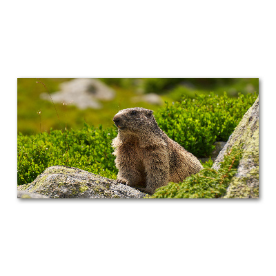 Quadro su vetro Marmotta dei Tatra