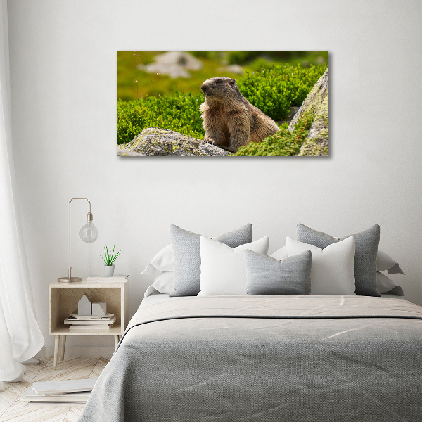 Quadro su vetro Marmotta dei Tatra