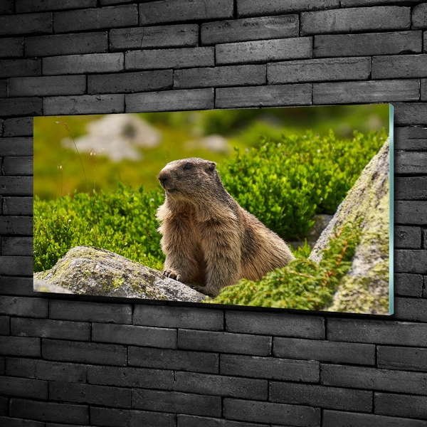 Quadro su vetro Marmotta dei Tatra