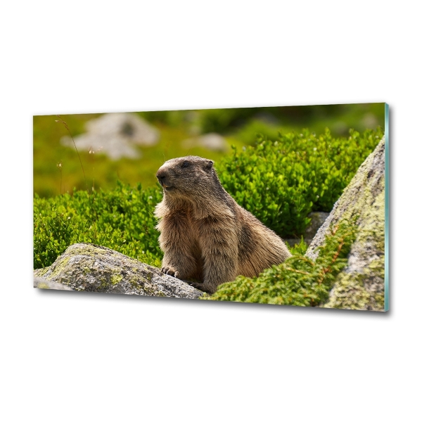 Quadro su vetro Marmotta dei Tatra