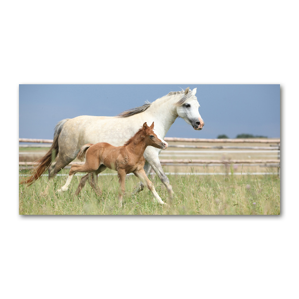 Quadro vetro Giumenta con puledro