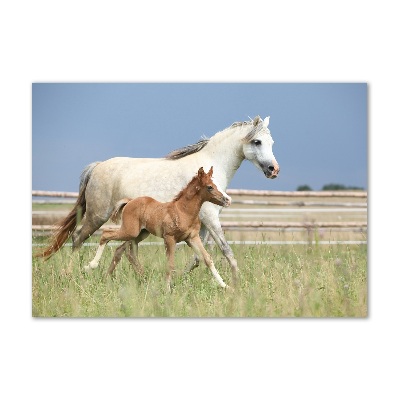 Quadro vetro Giumenta con puledro