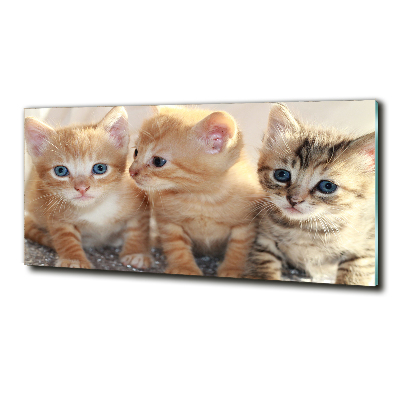 Quadro in vetro Gattini