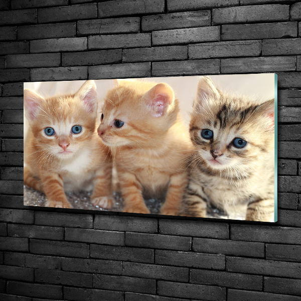 Quadro in vetro Gattini