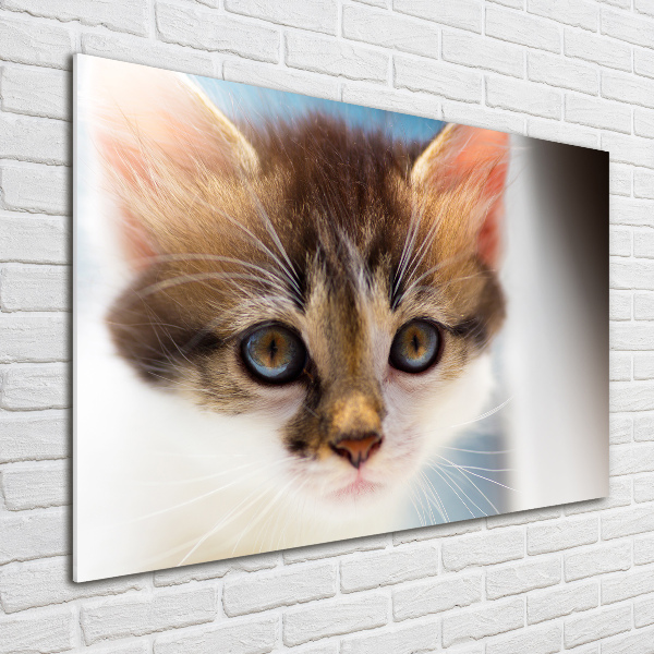 Quadro vetro Gattino