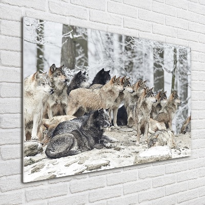 Quadro su vetro Lupi in inverno