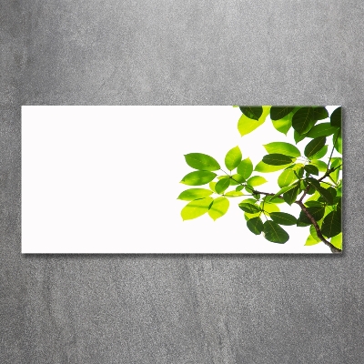 Quadro su vetro Foglie