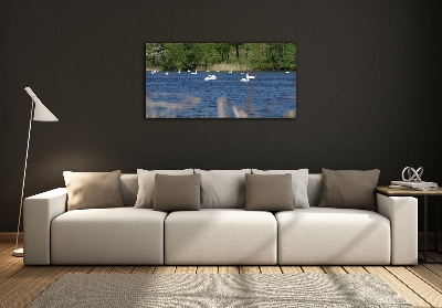 Quadro vetro Cigni bianchi