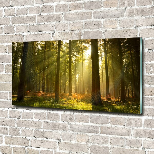 Quadro in verde Foresta al sole