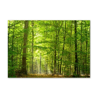 Quadro su vetro Foresta di latifoglie