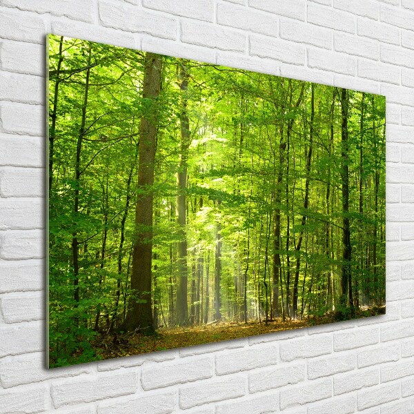 Quadro su vetro Foresta di latifoglie