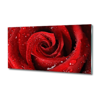 Quadro vetro Gocce su una rosa