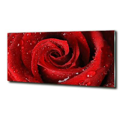 Quadro vetro Gocce su una rosa