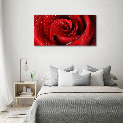 Quadro vetro Gocce su una rosa