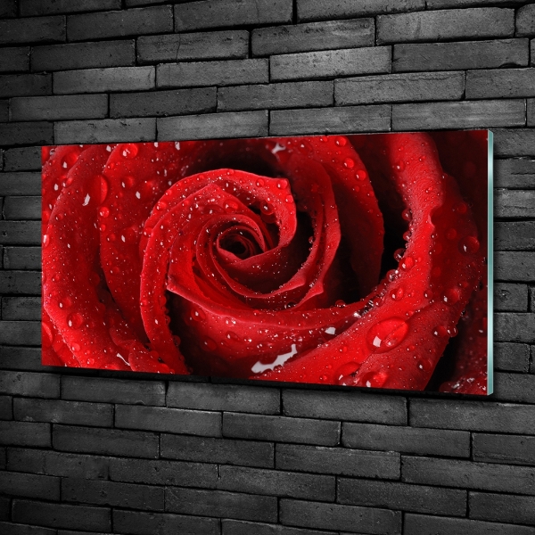 Quadro vetro Gocce su una rosa