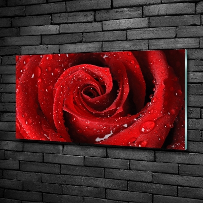 Quadro vetro Gocce su una rosa