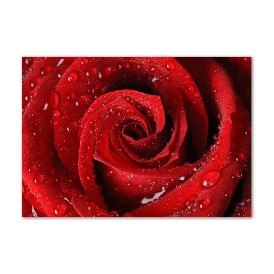 Quadro vetro Gocce su una rosa