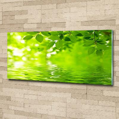 Quadro su vetro Foglie verdi