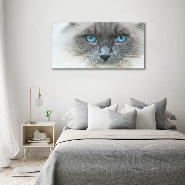 Quadro su vetro Gatto dagli occhi azzurri