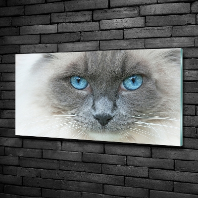 Quadro su vetro Gatto dagli occhi azzurri