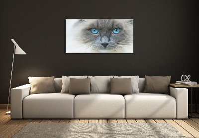 Quadro su vetro Gatto dagli occhi azzurri