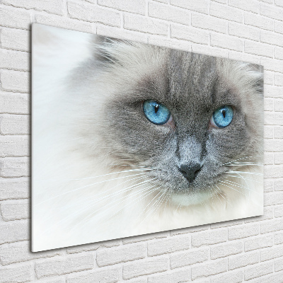Quadro su vetro Gatto dagli occhi azzurri