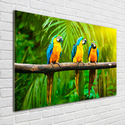 Quadro su vetro Pappagalli su un ramo