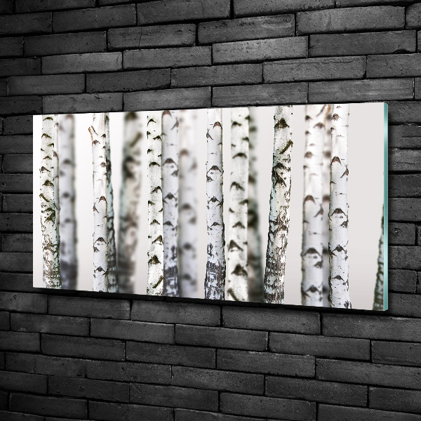 Quadro in vetro Tronchi di betulla