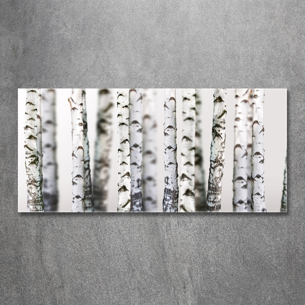 Quadro in vetro Tronchi di betulla