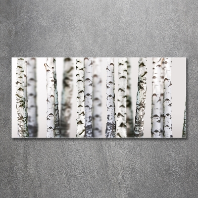 Quadro in vetro Tronchi di betulla