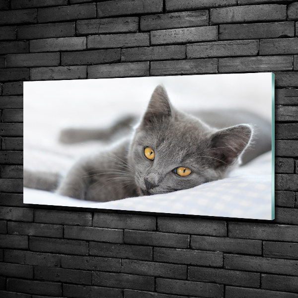 Quadro in verde Gatto grigio