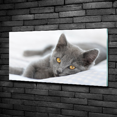 Quadro in verde Gatto grigio