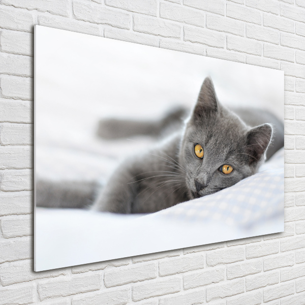 Quadro in verde Gatto grigio