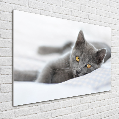 Quadro in verde Gatto grigio