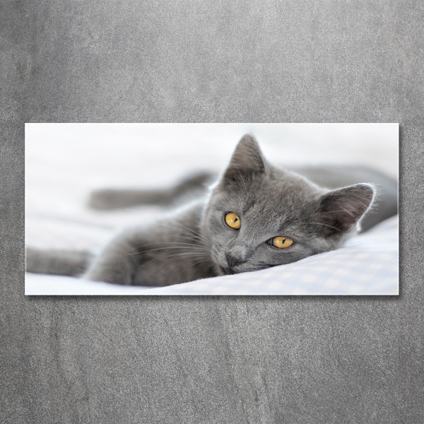 Quadro in verde Gatto grigio