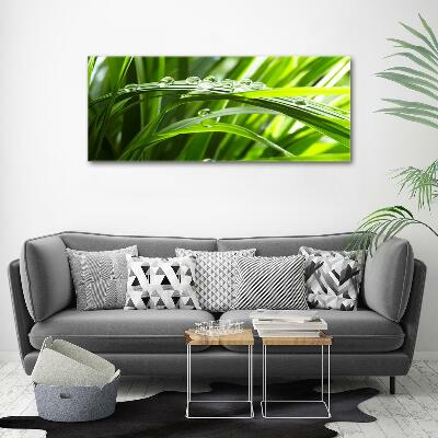 Quadro vetro Gocce sull'erba