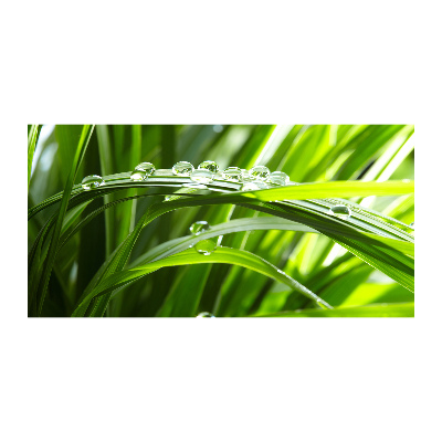 Quadro vetro Gocce sull'erba