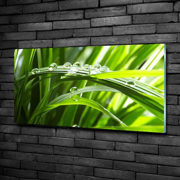 Quadro vetro Gocce sull'erba