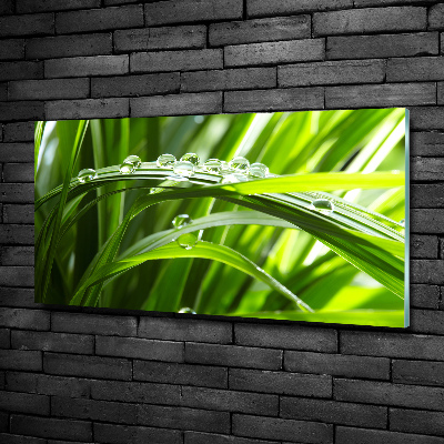 Quadro vetro Gocce sull'erba