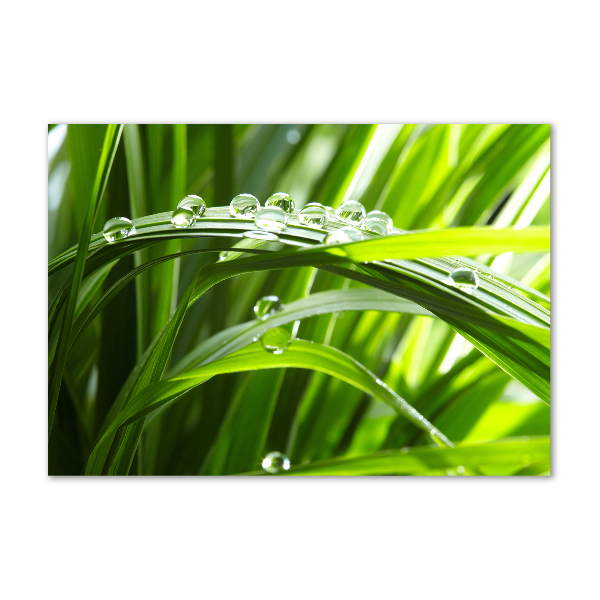 Quadro vetro Gocce sull'erba